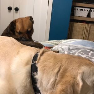 Meet your Posher, Danielle